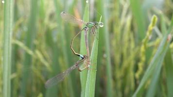 caballitos del diablo apareándose en el campo de arroz. video