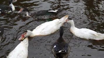 canard noir et noir vivent ensemble video