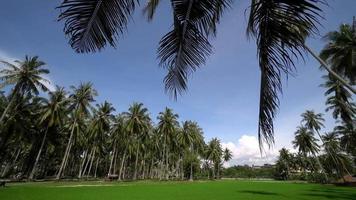 Tilt up the green scenery under blue sky video