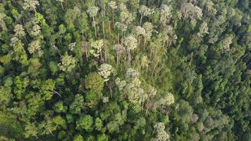 Aerial view Malaysia rainforest video