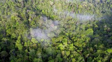 sguardo aereo verso il basso una fitta nuvola nella foresta pluviale malese video