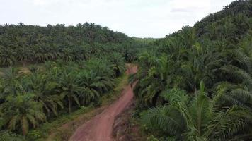 Aerial fly over oil palm plantation