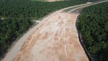 Aerial view deforestation of oil palm tree video
