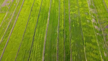 mirada aérea hacia el campo de arroz verde video