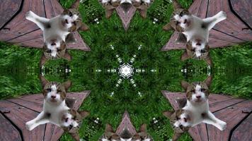 Kaleidoscope pattern of cat in jungle. video