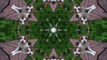 Kaleidoscope pattern of cat in jungle. video