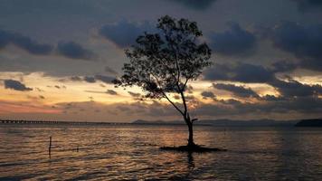 kleurrijke wolk over eenzame mangroveboom op zee kust.e zee. video