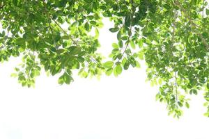 green leaves on a white background photo