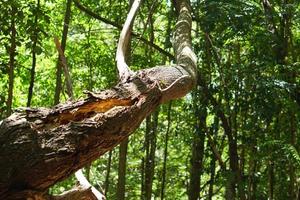 trees in lightning forest tear the trunk photo