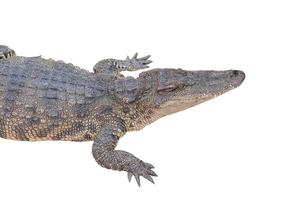 crocodile on a white background photo