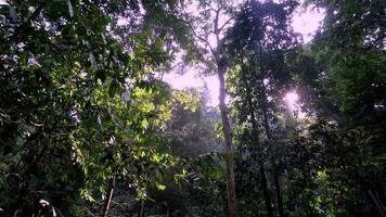 vue du matin sur la forêt tropicale matin video