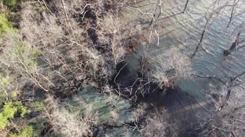drone view árvore de mangue sem folhas seca video