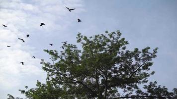 los cuervos vuelan lejos del árbol verde. video