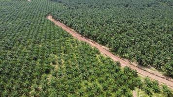 Aerial fly toward oil palm tree estate video