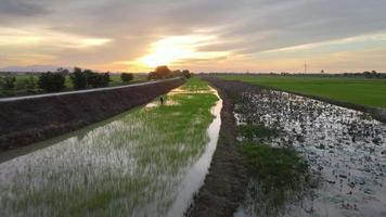 sobrevoo aéreo sobre o trabalho do agricultor no arrozal perto da fazenda de lótus morto video