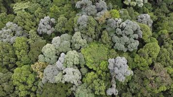 vista aerea foresta pluviale verde video
