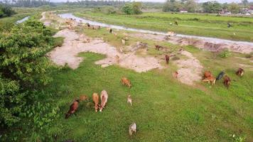 volar sobre un grupo de vacas caminando y pastando hierba en el campo. video