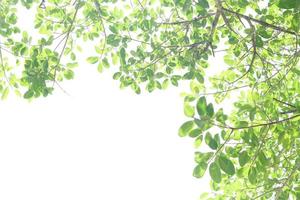 green leaves on a white background photo