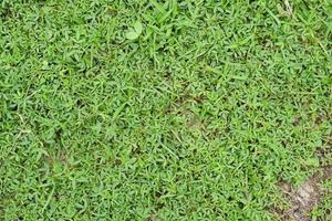 fondo de hierba verde en el campo de fútbol foto