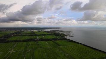 campo de arroz de vista aérea en kuala kurau video