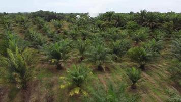 Fly toward burning and release of smoke at oil palm video