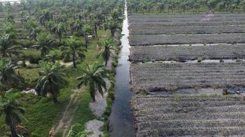 Young pineapple is planted with young oil palm video