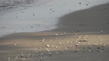concha de mar y suave ola suave video