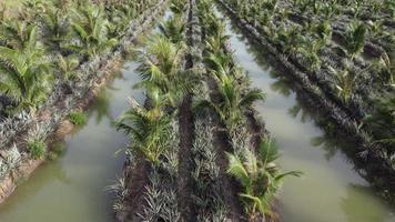 Flygfoto ung oljepalm och ananas växer tillsammans video