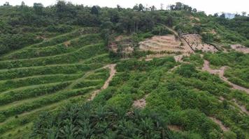 plantación de vista aérea en la ladera de la colina video