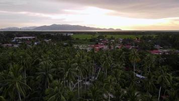Luftaufnahme bewegt sich über Kokospalme in der Nähe des malaysischen Dorfes video