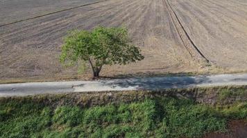 voo aéreo sobre árvore verde perto da estrada de asfalto video