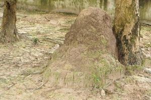 las termitas utilizan el suelo para anidar en el barro de los árboles. foto