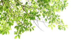 green leaves on a white background photo