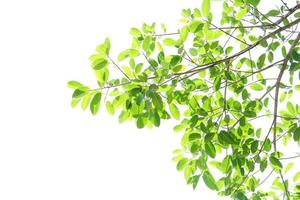 green leaves on a white background photo