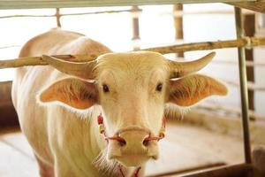 albino buffalo is imprisoned and waiting to be sold. photo