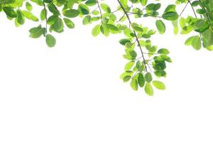World environment day.Green leaves on a white background photo