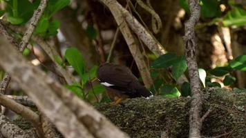 gewone myna acridotheres tristis video