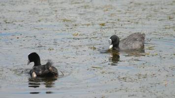 Coot couple swimming in pond video