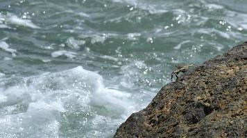 granchio sulla roccia in spiaggia video