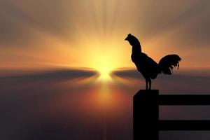 silhouette of a rooster crowing in the morning photo