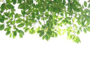 hojas verdes sobre un fondo blanco foto