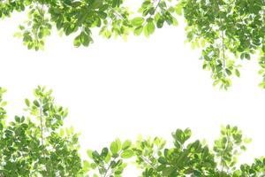 World environment day.Green leaves on a white background photo