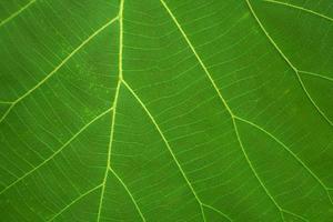 green leaf fiber pattern background photo