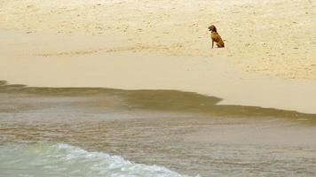 toy terrier sur la plage de sable