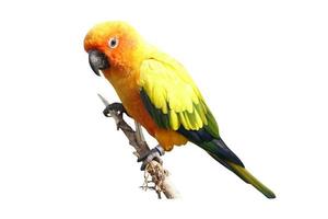 parrot on a white background photo