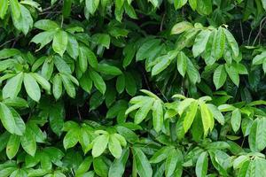 world environment day concept green leaf background photo