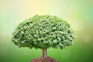 nos encanta el mundo de las ideas. pequeño árbol naturaleza desenfoque de fondo día mundial del medio ambiente. foto