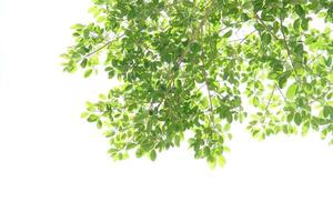 green leaves on a white background photo