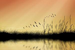 Grass silhouettes background sunset. photo