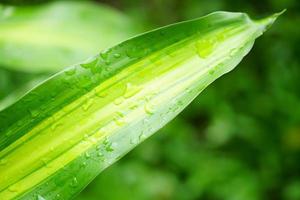 water droplets on leaves in rainy season world environment day photo
